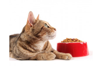 Чем правильно кормить кастрированного кота или стерилизованную кошку